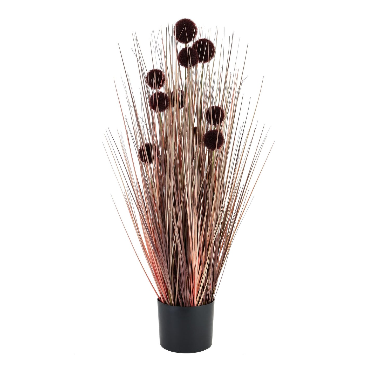 Large Burgundy Pompom Alliums In Black Pot