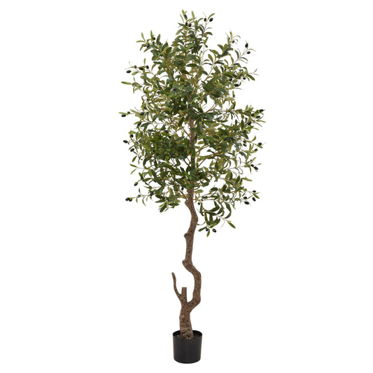 Calabria Large Olive Tree