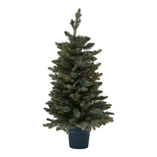 Medium Fir Tree In Pot