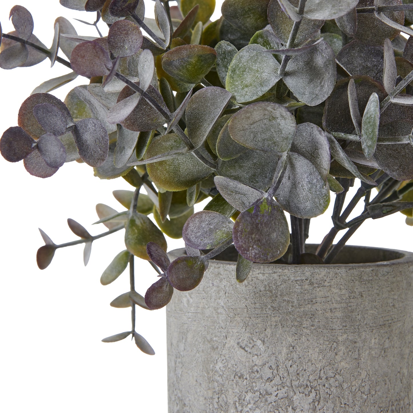 Small Eucalyptus Cinerea Plant In Grey Pot