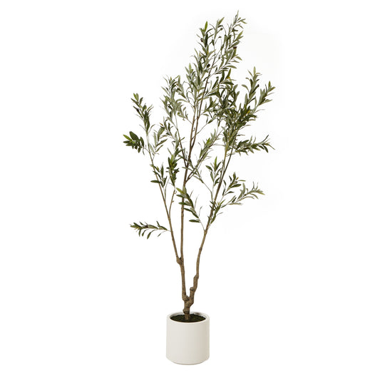 Apulia Olive Tree In White Pot 210Cm