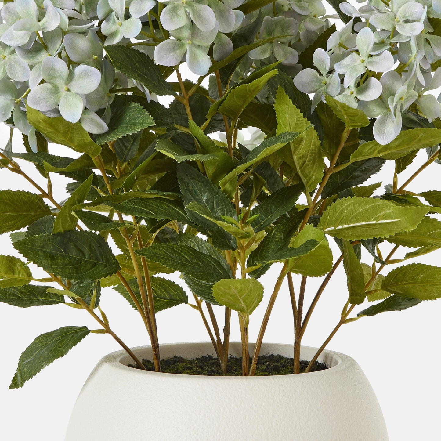 Medium Green Hydrangea Plant In Pot