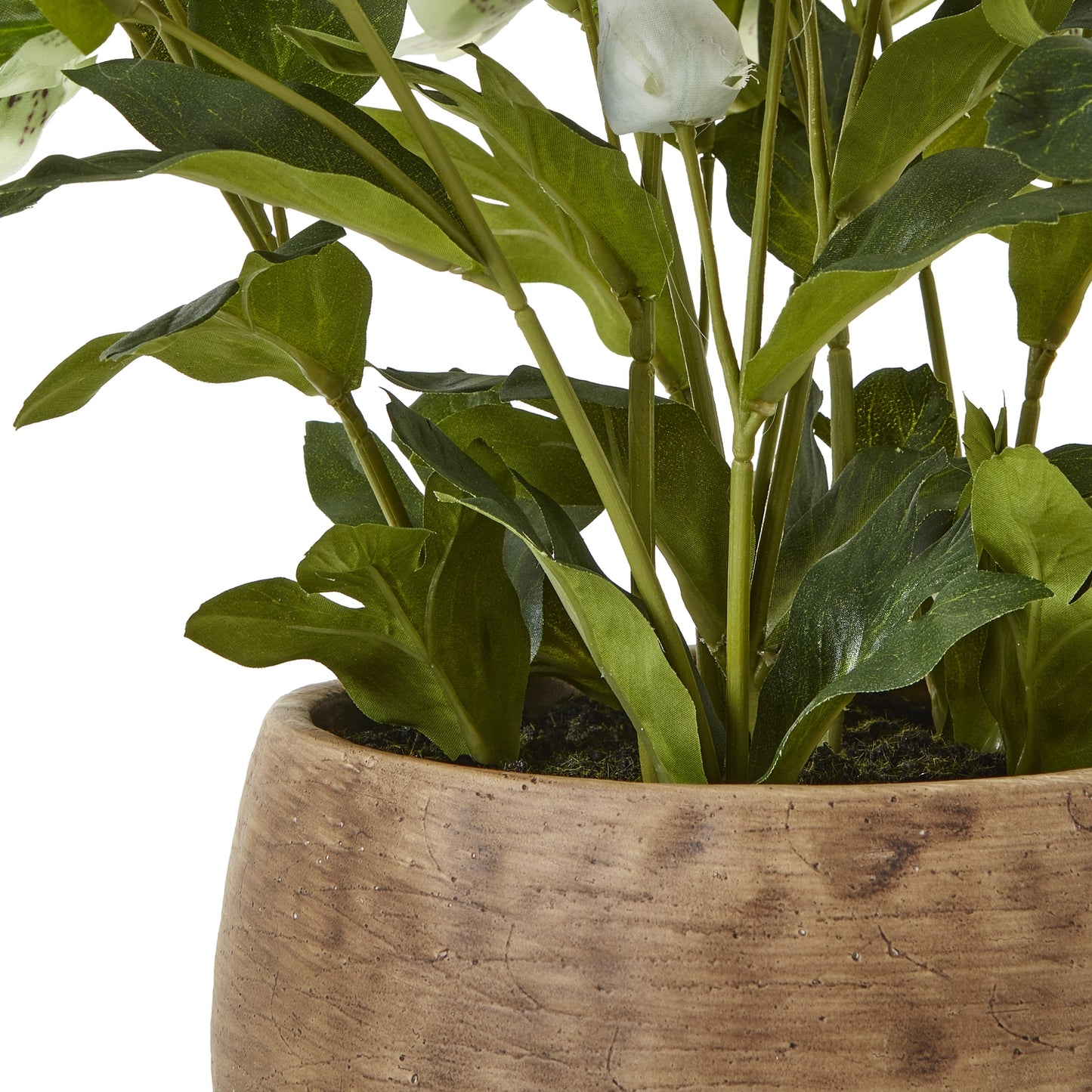 Green Hellebore Plant In Taupe Pot