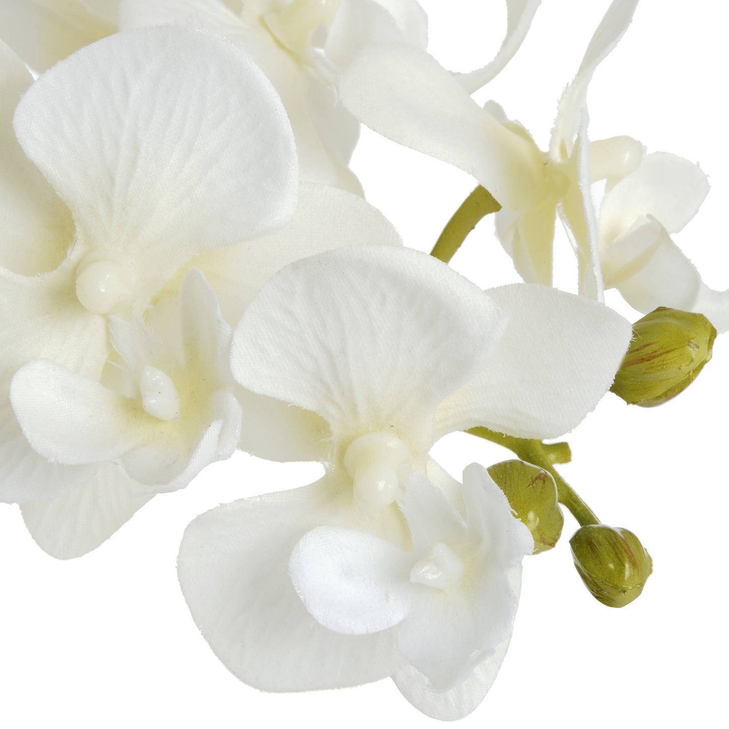 Harmony White Potted Orchid