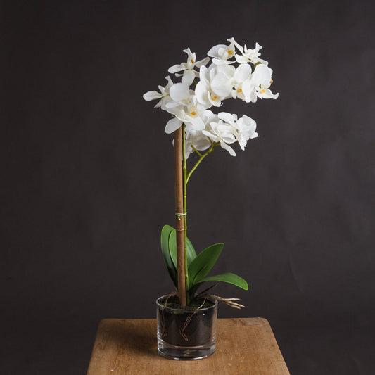 Harmony White Potted Orchid