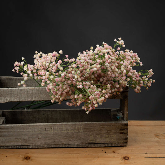 Pink Babys Breath Gypsophilia