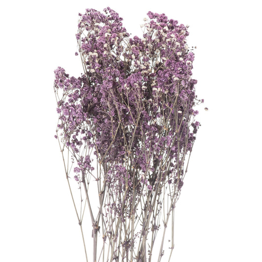 Dried Purple Babys Breath Bunch